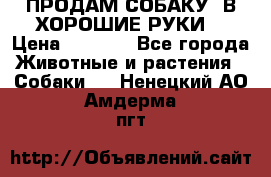 ПРОДАМ СОБАКУ  В ХОРОШИЕ РУКИ  › Цена ­ 4 000 - Все города Животные и растения » Собаки   . Ненецкий АО,Амдерма пгт